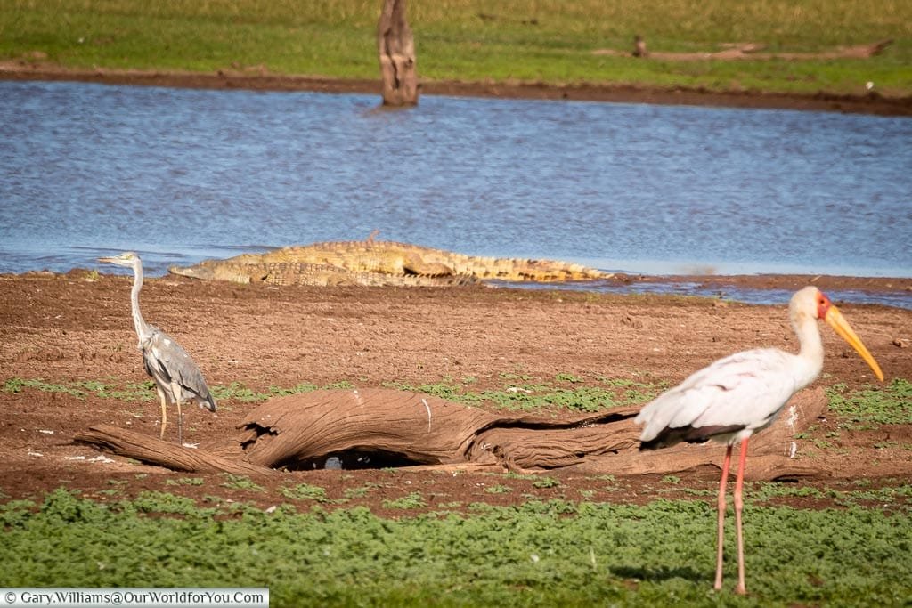 Beware the croc', Rhino Safari Camp, Lake Kariba, Zimbabwe