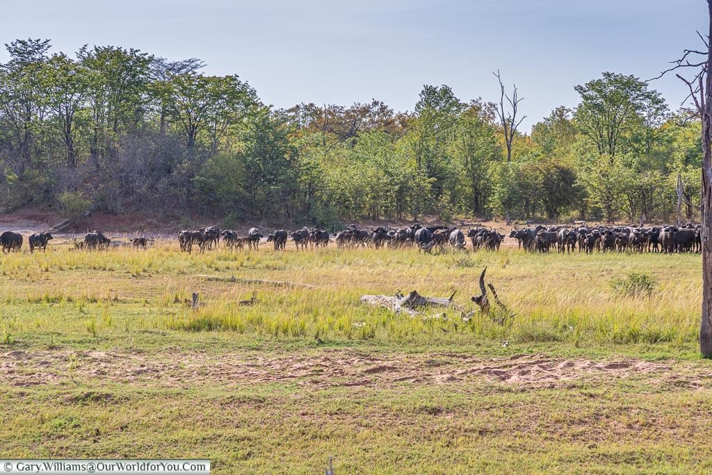 Buffalo keeping their distance, Bush Walk, Rhino Safari Camp, Lake Kariba, Zimbabwe