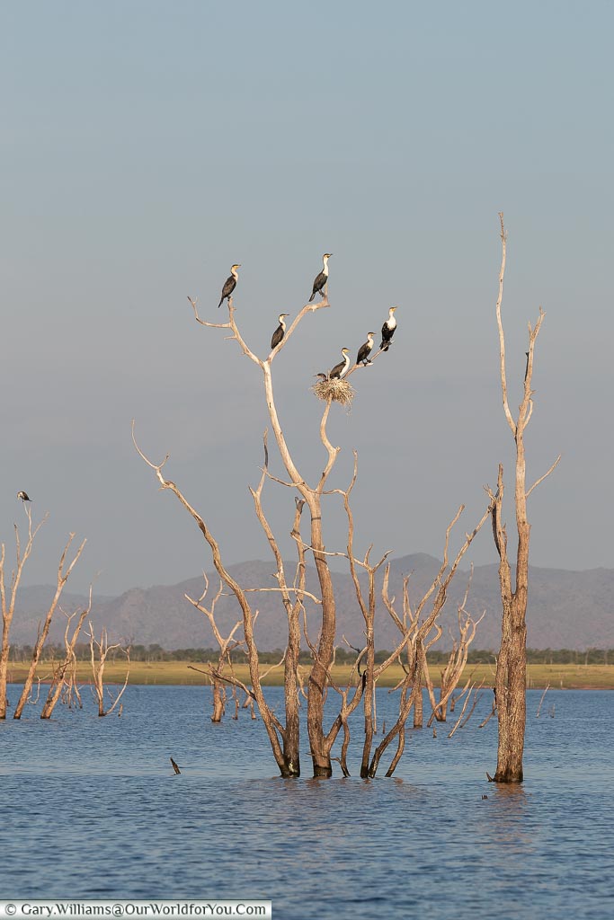 Cormorants keeping an eye out, Sundowner cruise, Rhino Safari Camp, Lake Kariba, Zimbabwe