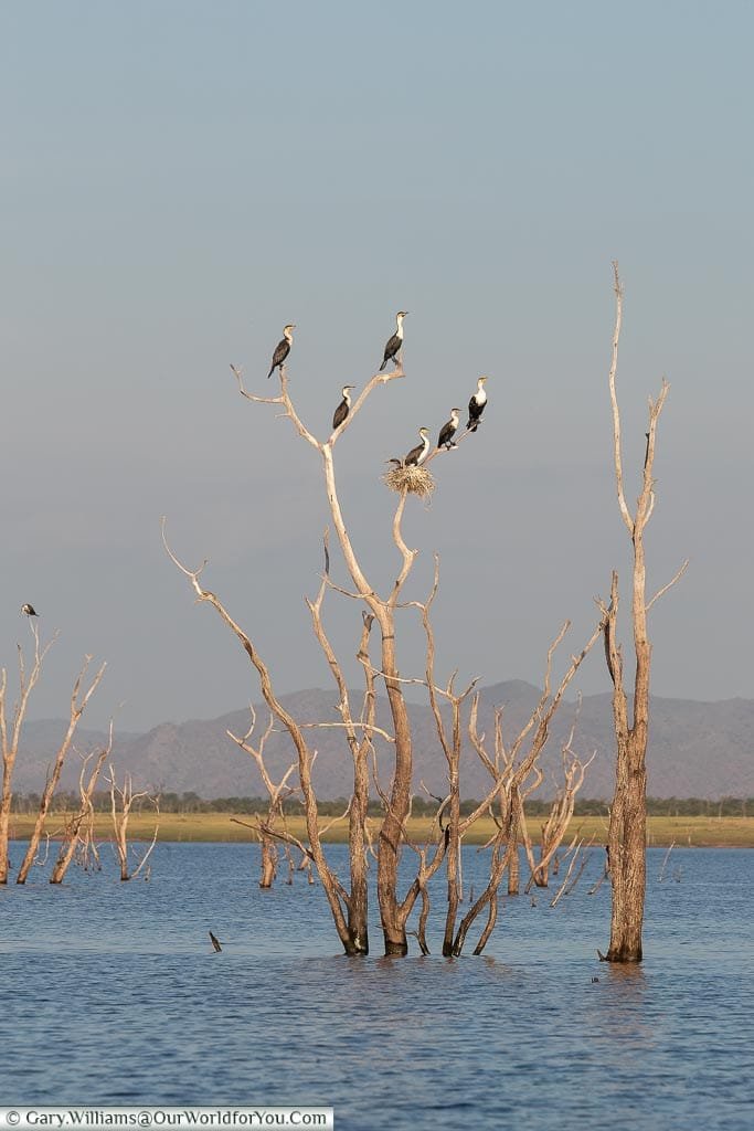 Cormorants keeping an eye out, Sundowner cruise, Rhino Safari Camp, Lake Kariba, Zimbabwe