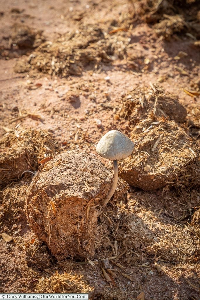 Don’t think I’ll eat this mushroom, Bush Walk, Rhino Safari Camp, Lake Kariba, Zimbabwe