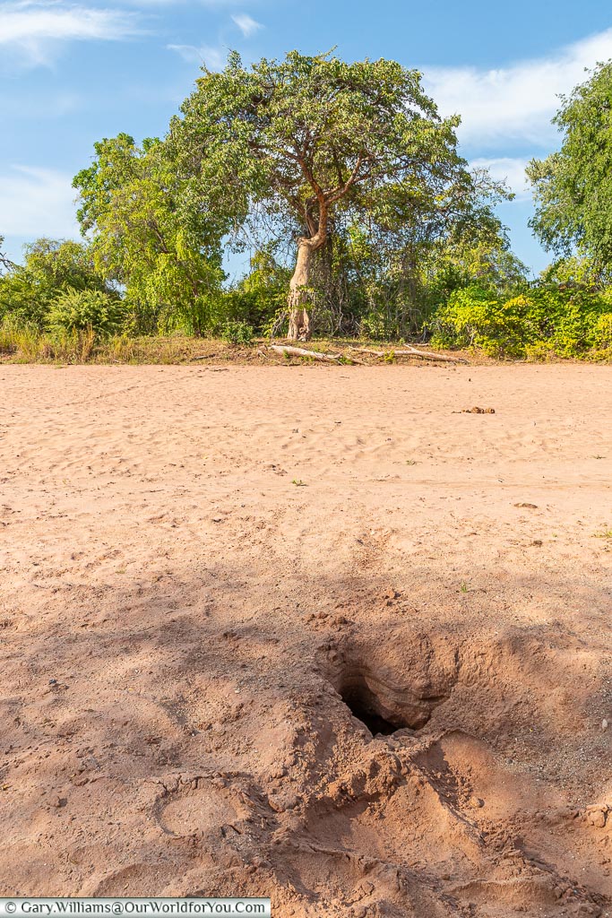 Dug by an elephant in search of water, Bush Walk, Rhino Safari Camp, Lake Kariba, Zimbabwe