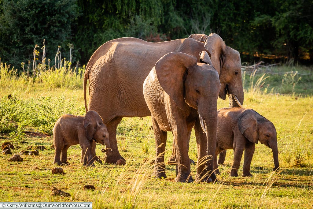 Elephants in all sizes, Rhino Safari Camp, Lake Kariba, Zimbabwe