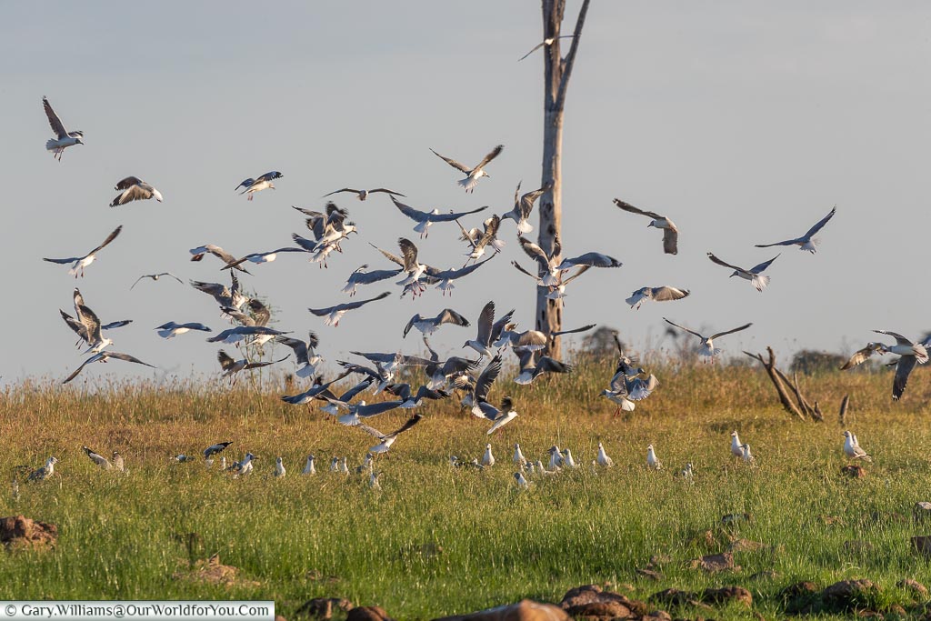 Grey-headed Gulls, Sundowner cruise, Rhino Safari Camp, Lake Kariba, Zimbabwe