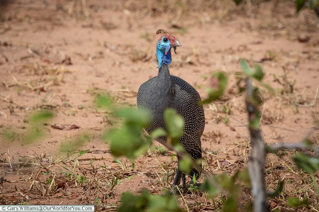 Guinea Fowl in the bush, Rhino Safari Camp, Lake Kariba, Zimbabwe