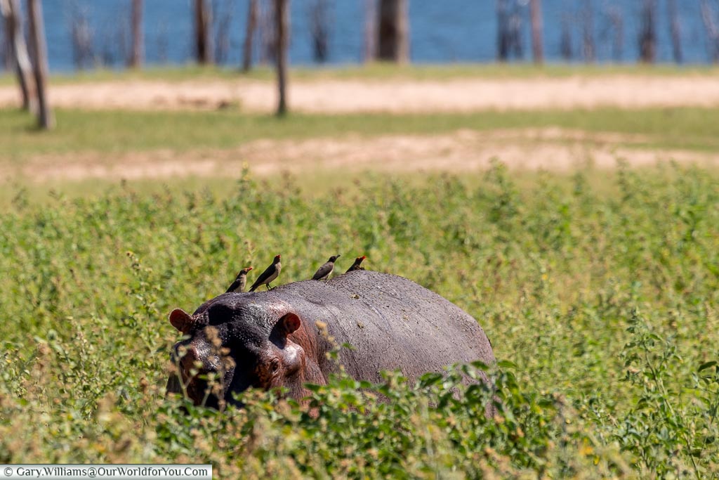 Hippo in disguise, Rhino Safari Camp, Lake Kariba, Zimbabwe