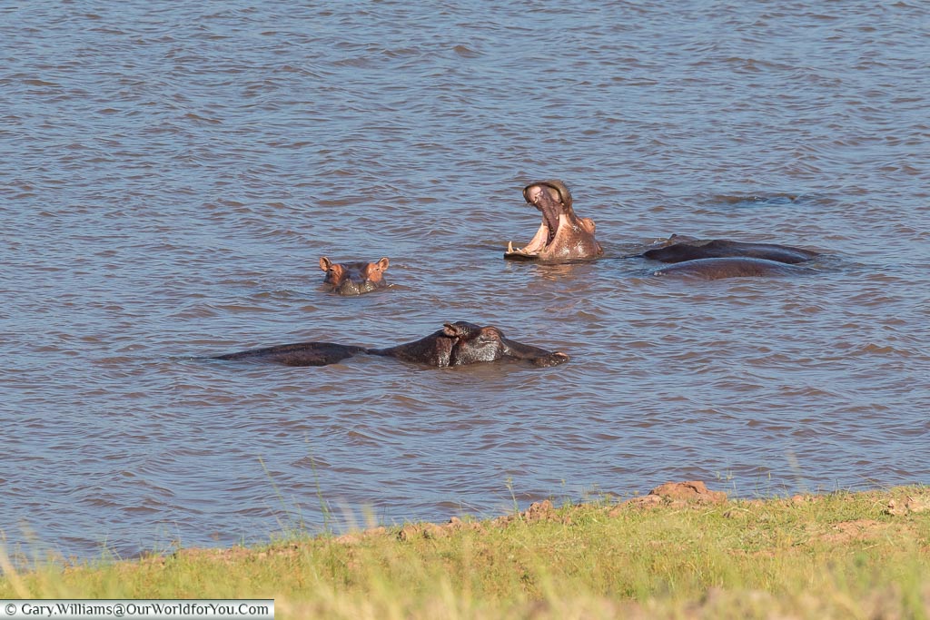 Hippo pool party, Rhino Safari Camp, Lake Kariba, Zimbabwe