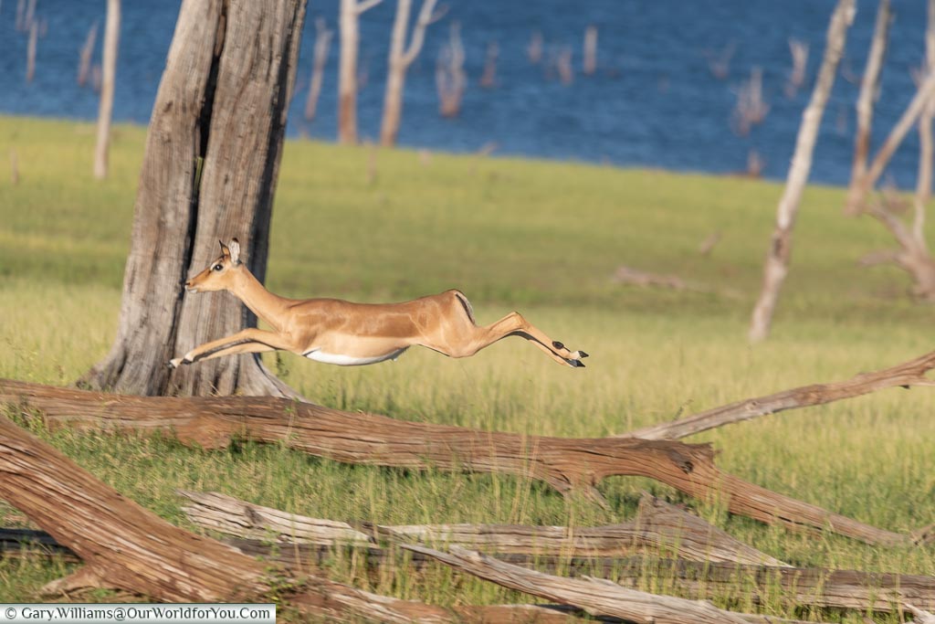 Impala, in flight, Rhino Safari Camp, Lake Kariba, Zimbabwe