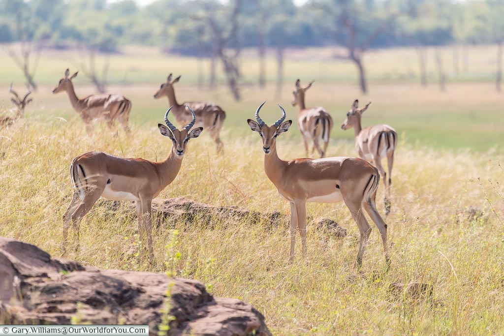 Inquisitive impala, Rhino Safari Camp, Lake Kariba, Zimbabwe