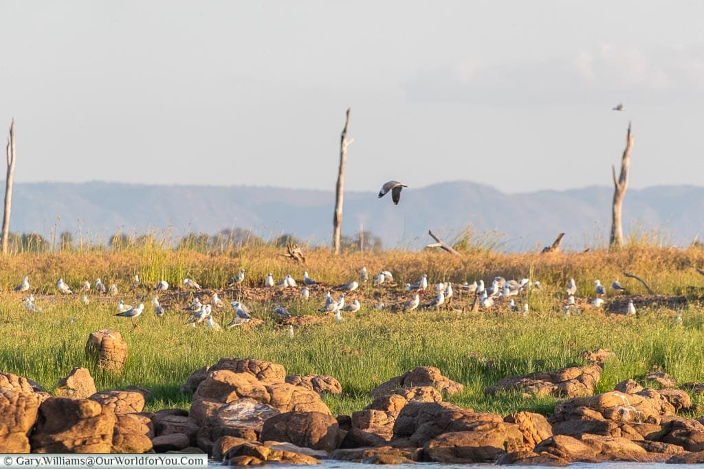 Nesting Grey-headed Gulls, Sundowner cruise, Rhino Safari Camp, Lake Kariba, Zimbabwe