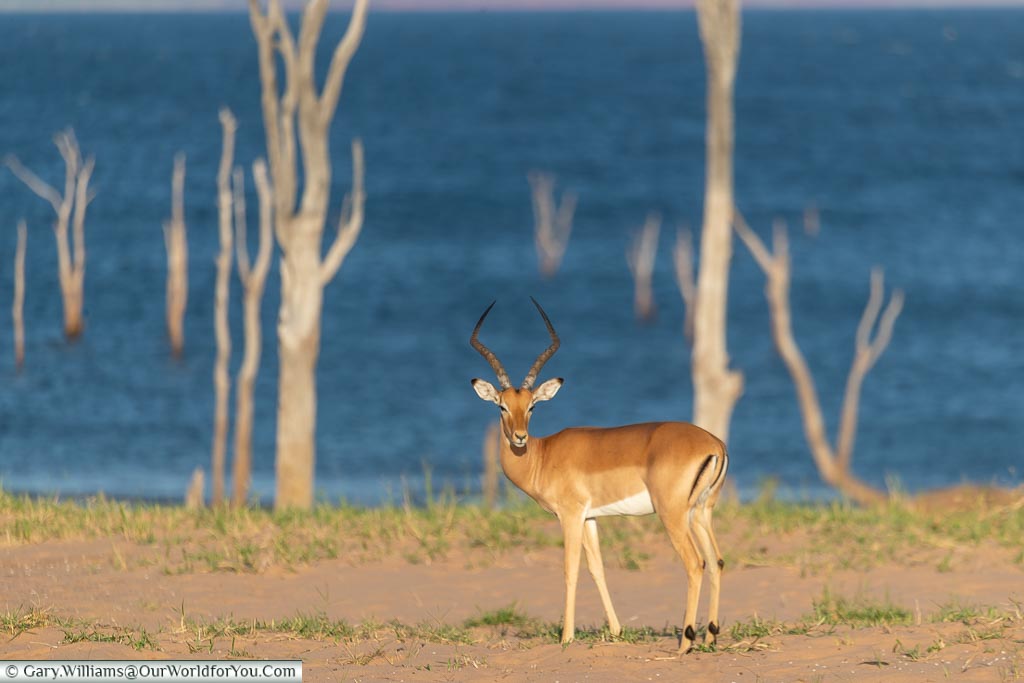Our first impala of the day,  Rhino Safari Camp, Lake Kariba, Zimbabwe