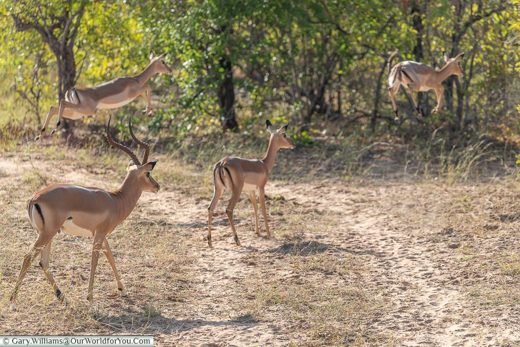 Suprised impala, Rhino Safari Camp, Lake Kariba, Zimbabwe