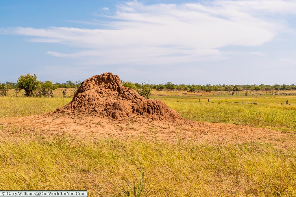 Termite mound, Rhino Safari Camp, Lake Kariba, Zimbabwe