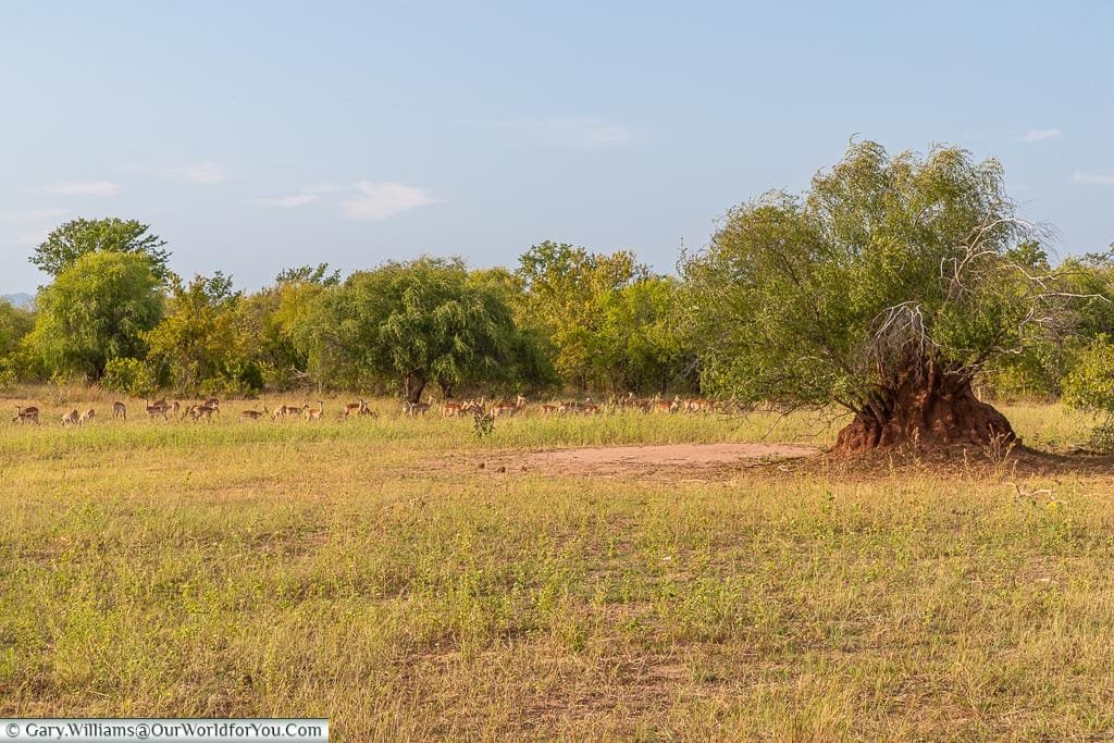 The park landscape, Bush Walk, Rhino Safari Camp, Lake Kariba, Zimbabwe