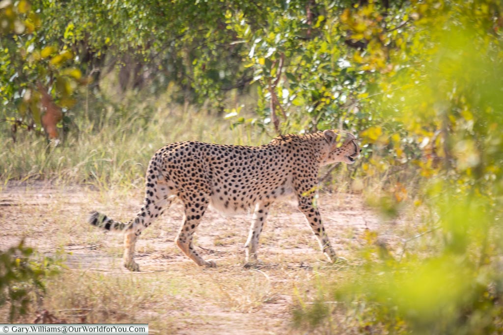 We spotted a cheetah, Rhino Safari Camp, Lake Kariba, Zimbabwe