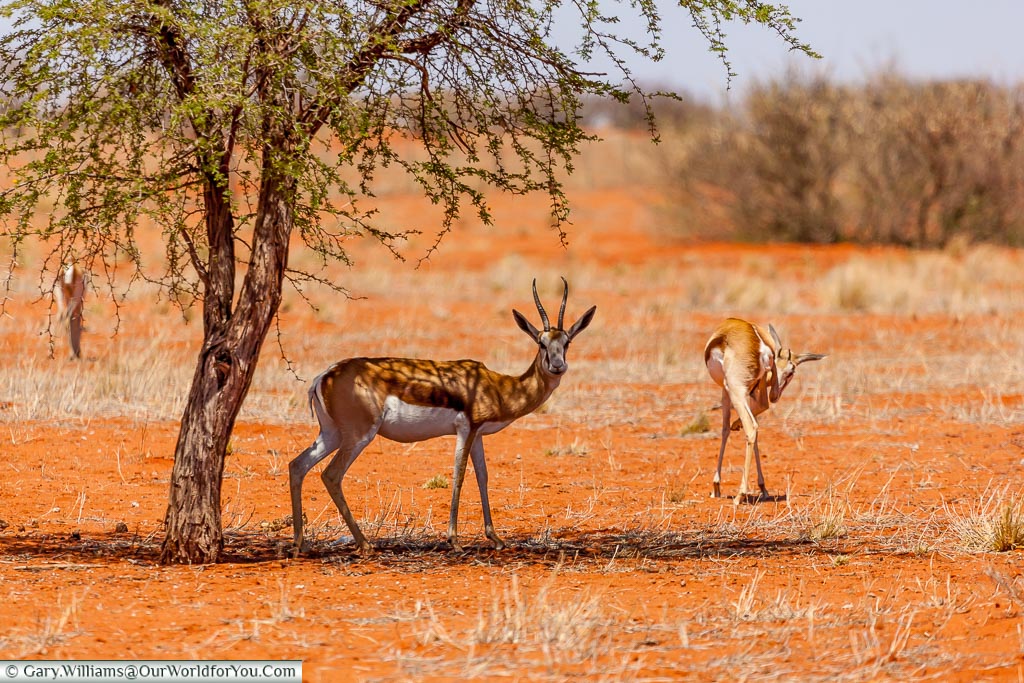 Wildlife from our lodge, Bagatelle Kalahari Game Ranch, Namibia