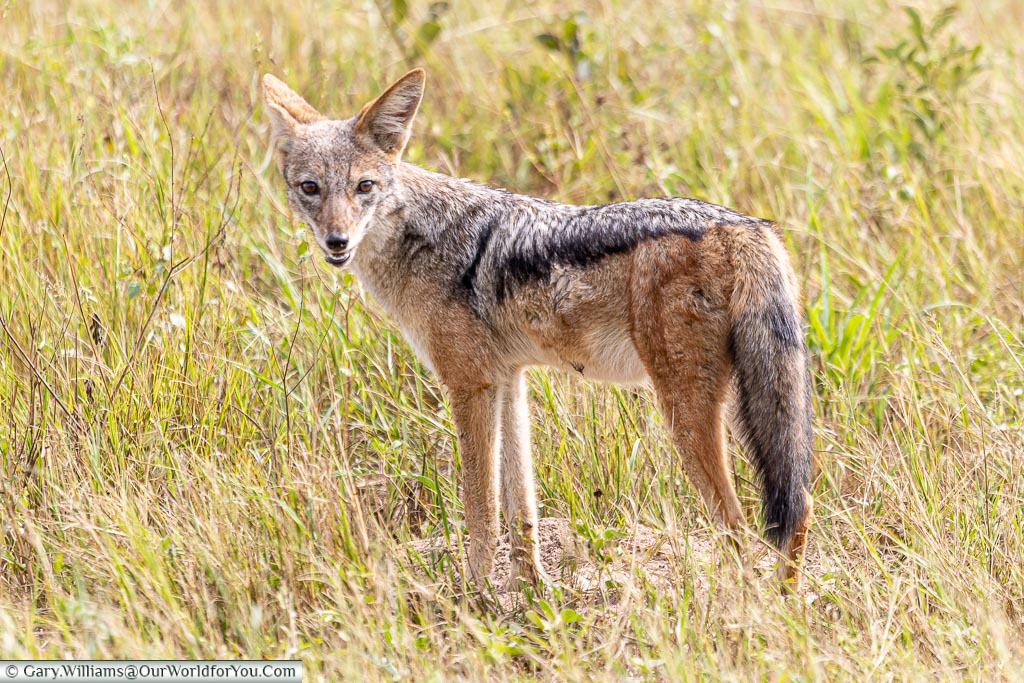 A jackal is looking back over his shoulder, watching us, as he goes about his business.