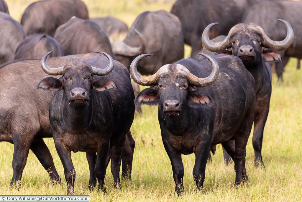An even closer view of the grazing herd of buffalo focused on the lookouts, who are watching us intently.