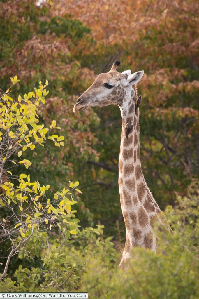 The head and shoulders of a giraffe feeding, with a pair of Ox-Pecker birds on the neck, catching a little bit of breakfast.