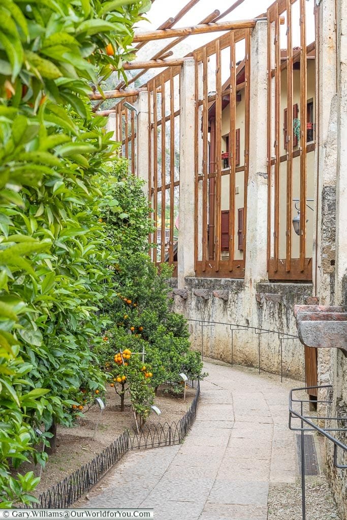 A path in the Lemon House framed on the right with glassless window panes, and to the left are orange trees with fruit hanging down.