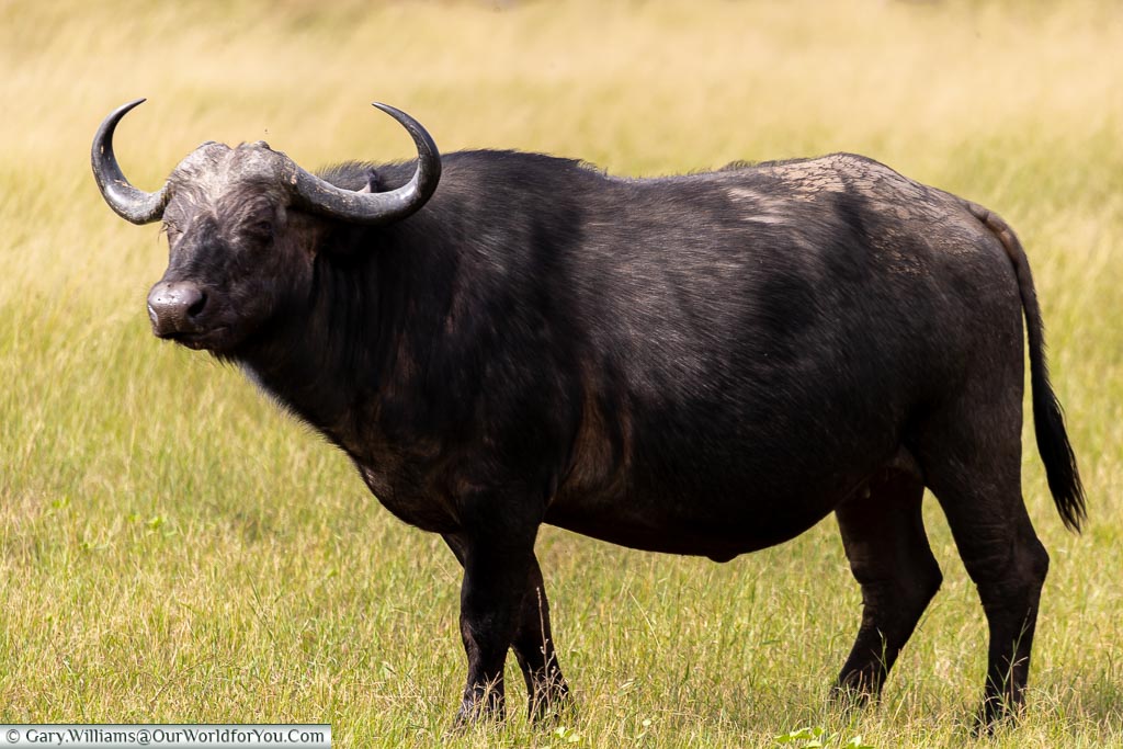 A single buffalo, watching us.