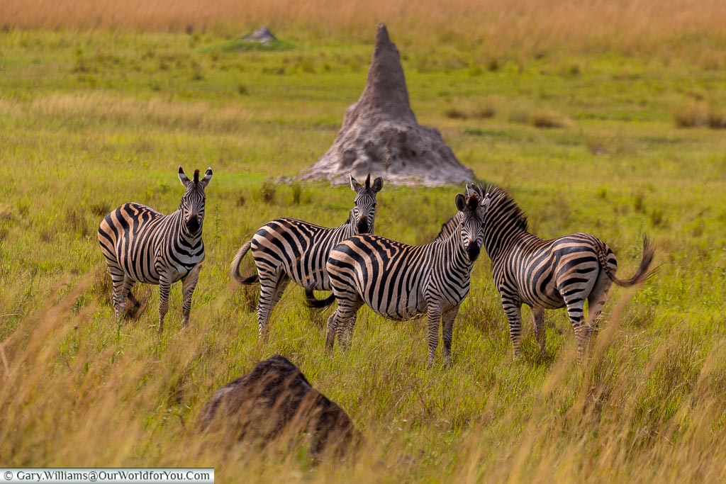 Four Zebras looking at us across the grasslands of the view, in the background is one of the termite hills, standing approximately 2 meters tall, that pepper the base of the valley.