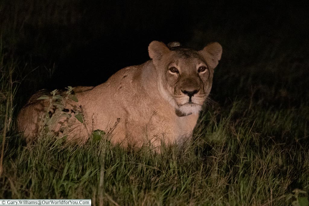 A lioness laying on the ground, illuminated by the headlights of the safari truck