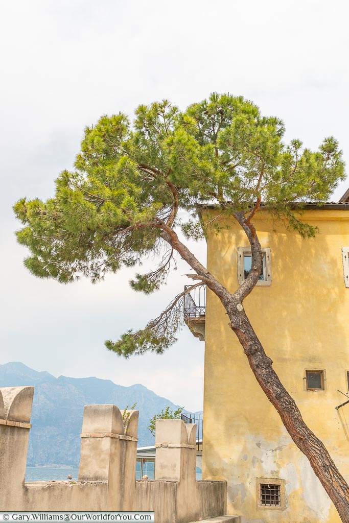 A tree against the backdrop of a building, leaning over at an angle, in the gardens of Palazzo dei Capitani.