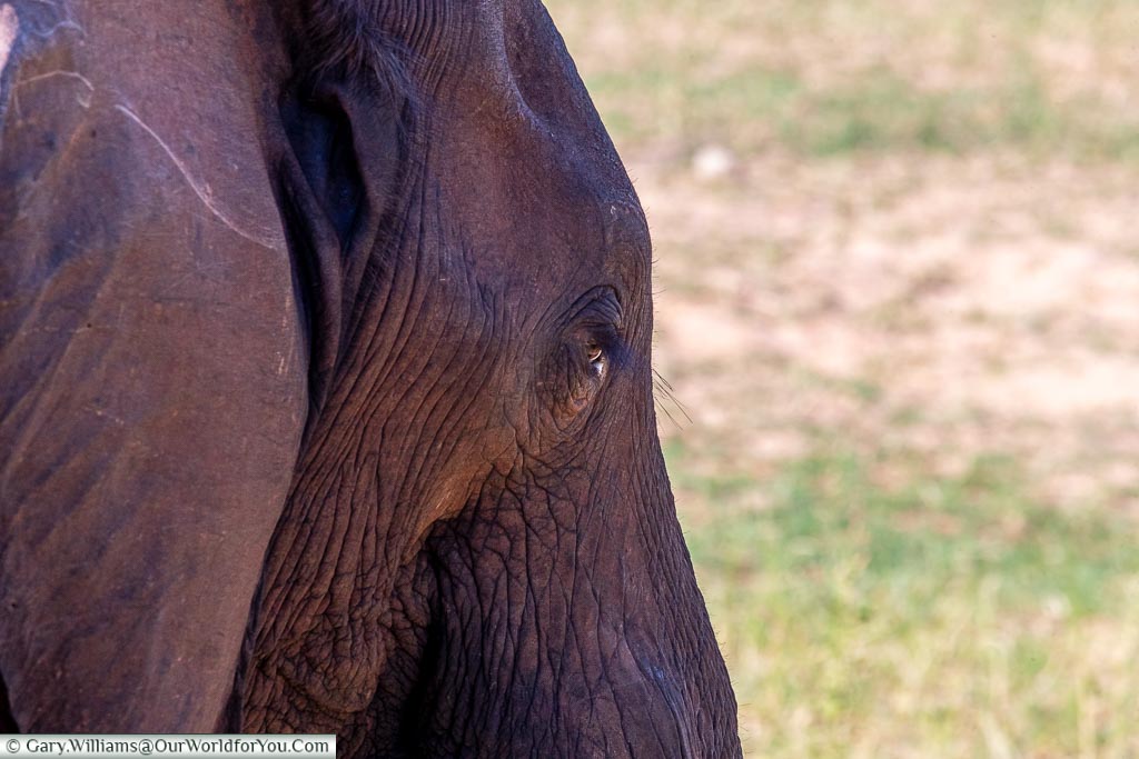 A close-up head shot of an elephant taken from the lodge.