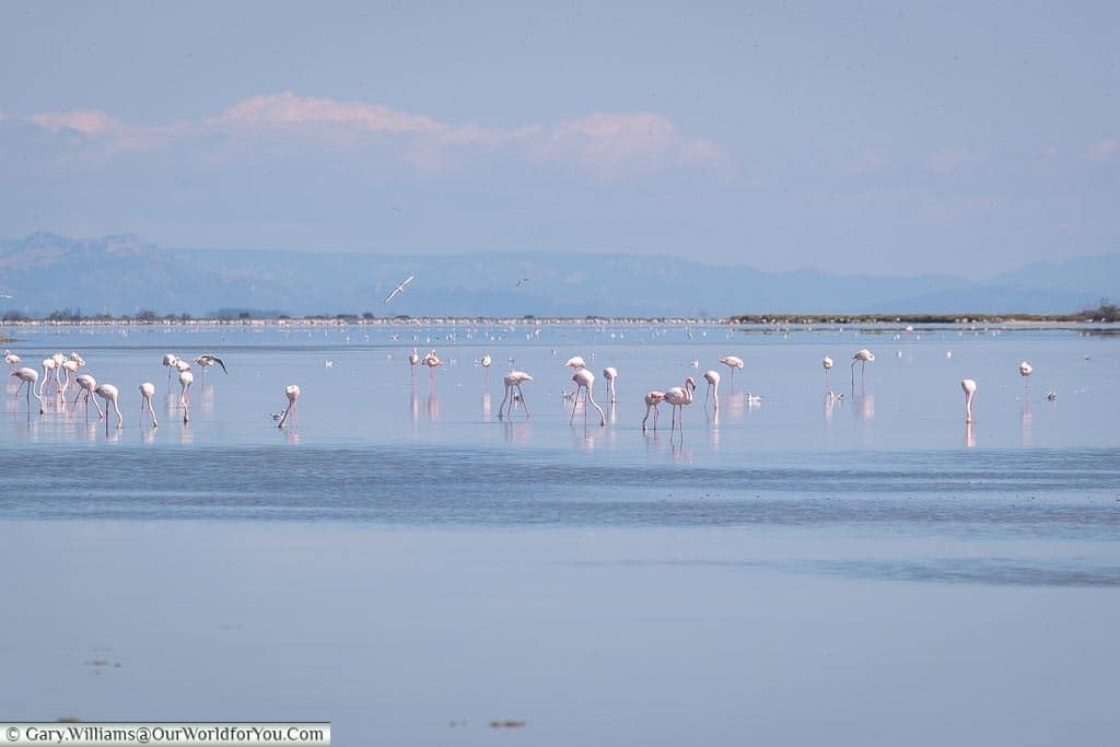 A large group of flamingoes wading in a lagoon in the Camargue.
