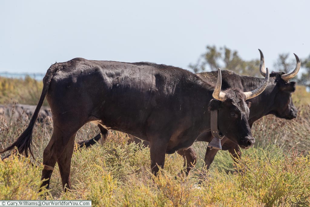 Two large bulls, sporting upturned horns, wandering around the scrubland of the Camargue.