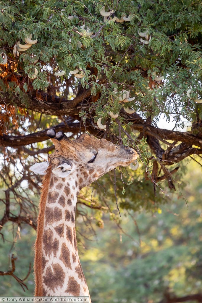 The head of a giraffe as it reaches up for the pale green seed pods of the Acacia tree.