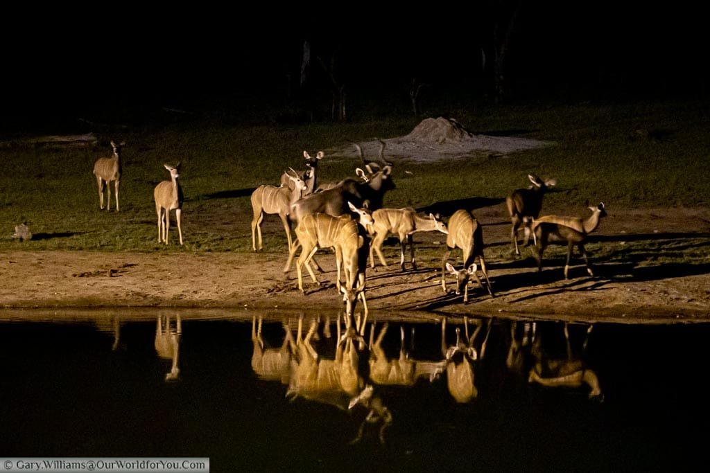 A group of Impala at the spotlit watering hole late in the evening.