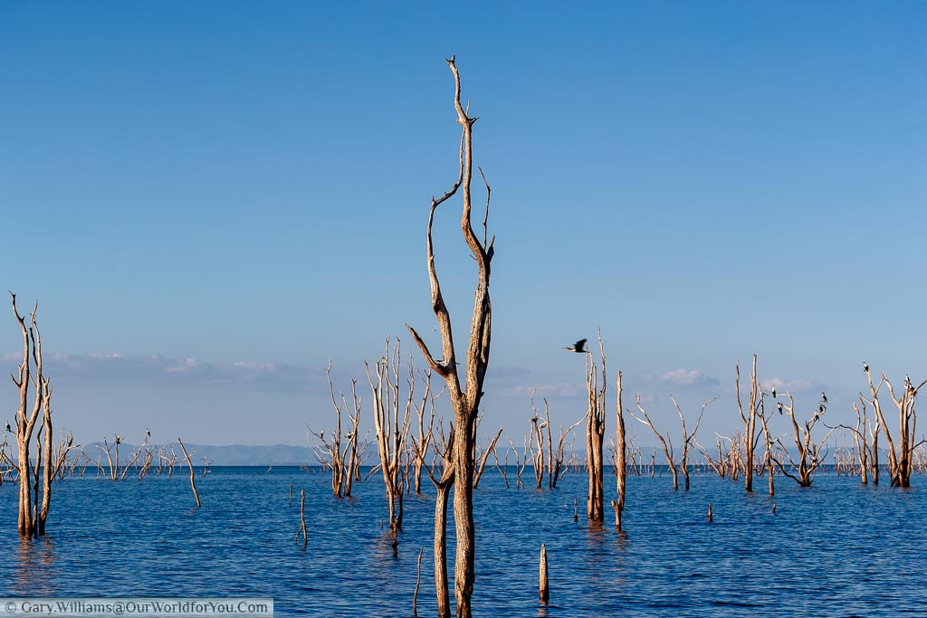 Birds amongst the trees on Lake Kariba