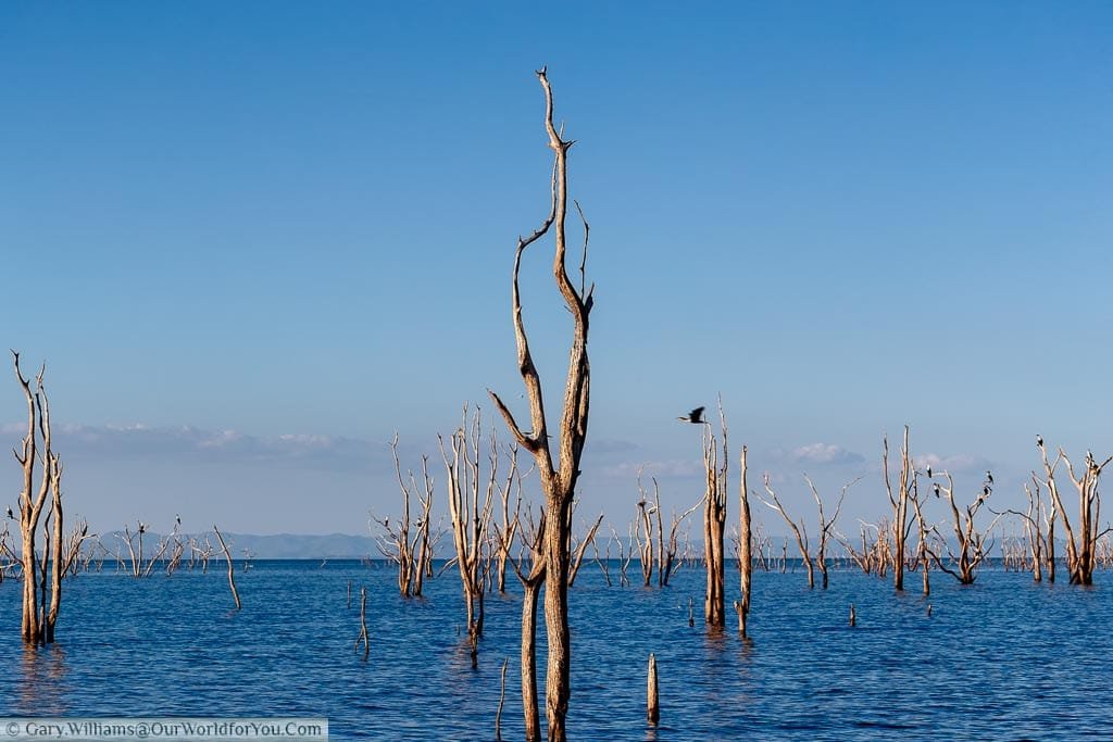 Floating amongst the ancient forest, Sundowner cruise, Rhino Safari Camp, Lake Kariba, Zimbabwe