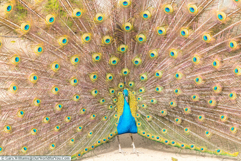 A peacock, in full display, in the public park of Évora.