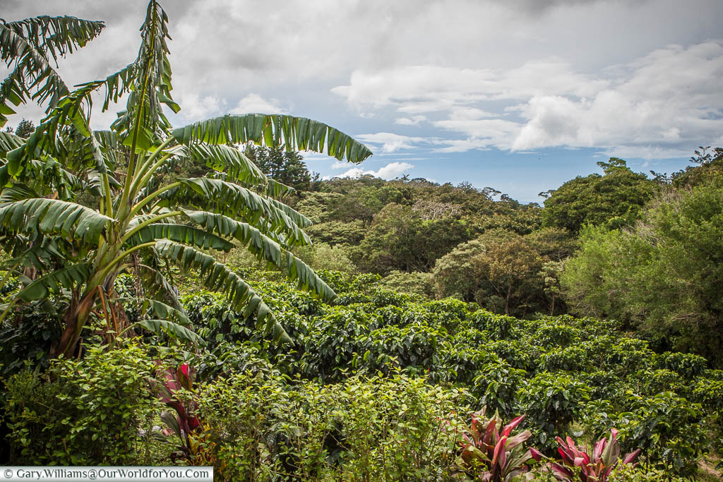 Featured image for “Costa Rica Road Trip (Part 2) Monteverde highlights”