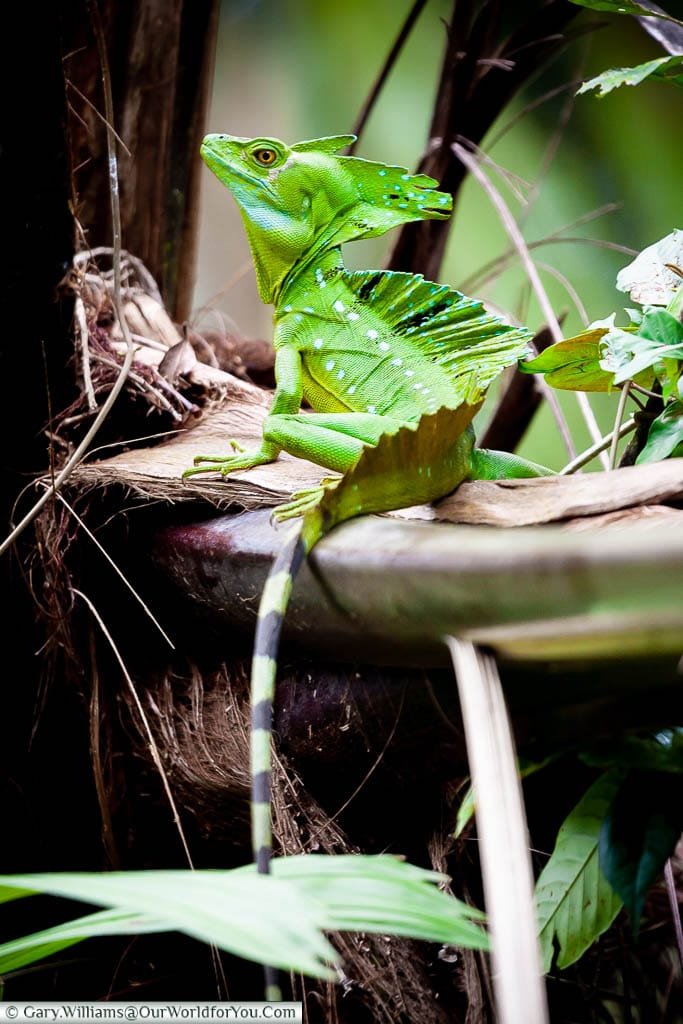 A Green Basilisk lizard resting on the branch of a tree, within the forest of Tortuguero, Costa Rica