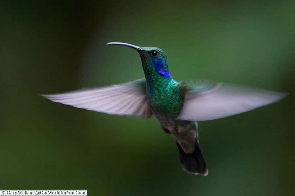 A close up of a Green Violet Ear hummingbird, captured in flight, its wings blurred by the motion, in the Cloud Forest Reserve, Monteverde, Costa Rica.