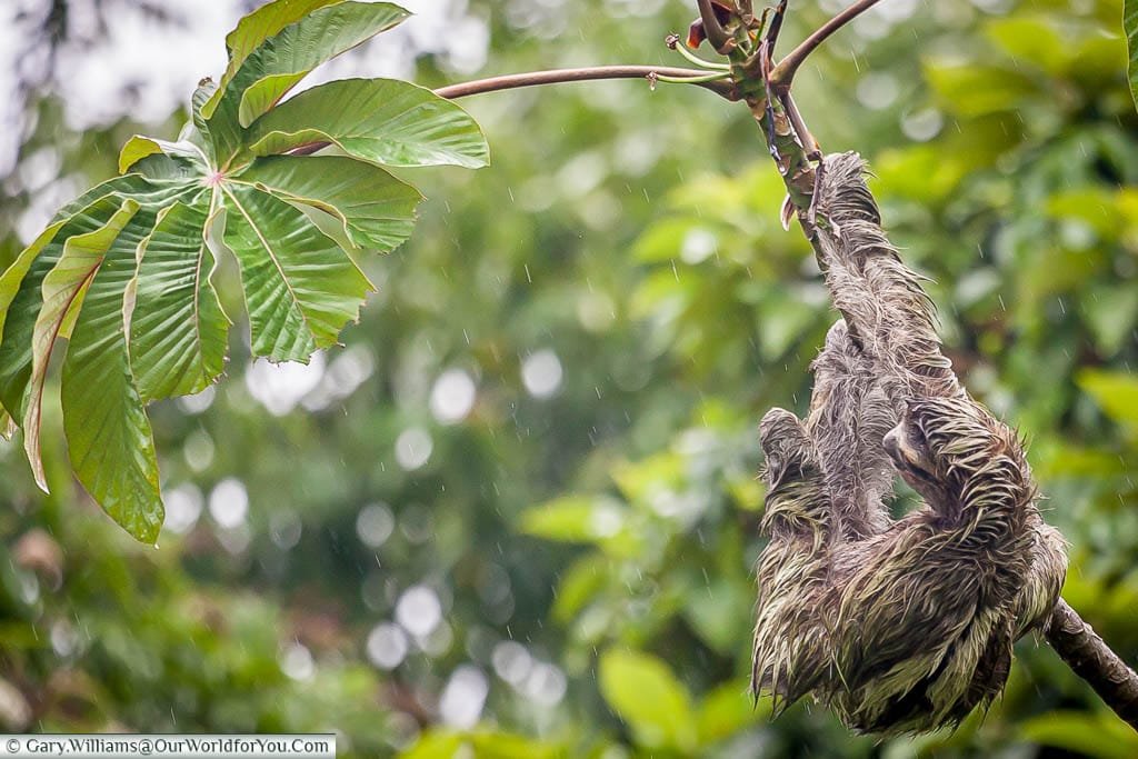 A soaked Sloth, clinging to a branch, as the rain pours down on a wet day in Tortuguero, Costa Rica