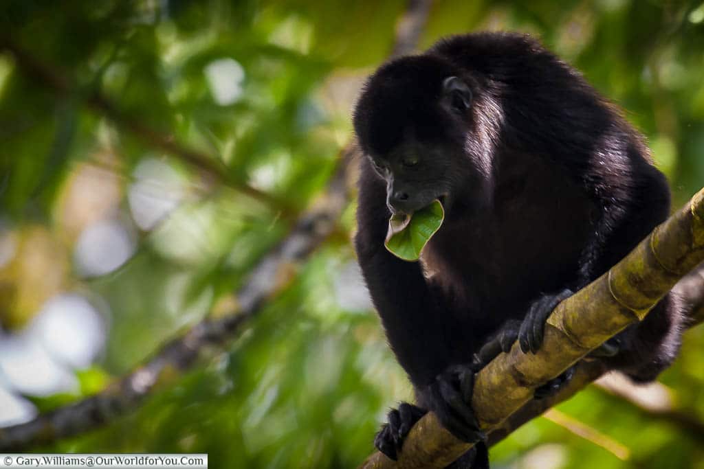 A howler monkey looking down from a branch while chomping down on a large green leaf in the Mistico Arenal Hanging Bridges Park, Arenal, Costa Rica