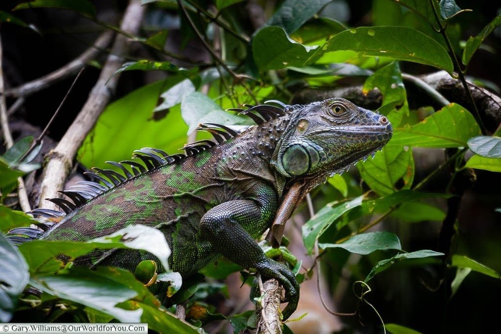 An iguana moving through the forest of Tortuguero, Costa Rica