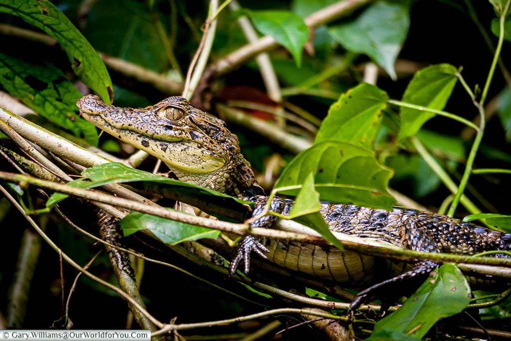 A young Caiman resting, out of the water, in one of the channels that lead off the main lagoon at Tortuguero, Costa Rica