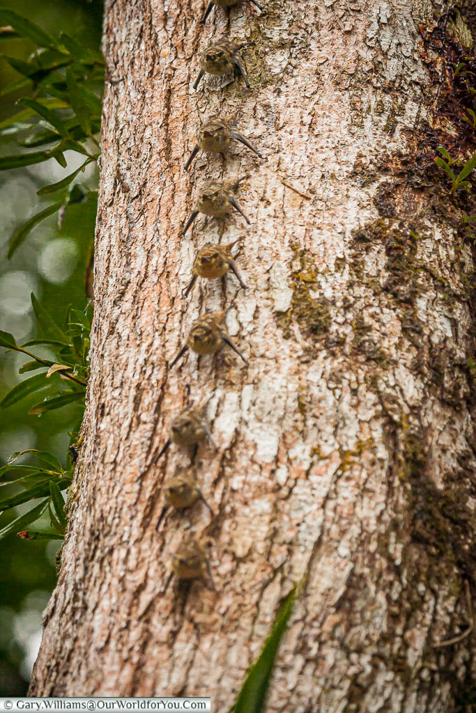 A row of nine long-nosed Proboscis bats clinging to the trunk of a tree in Tortuguero, Costa Rica