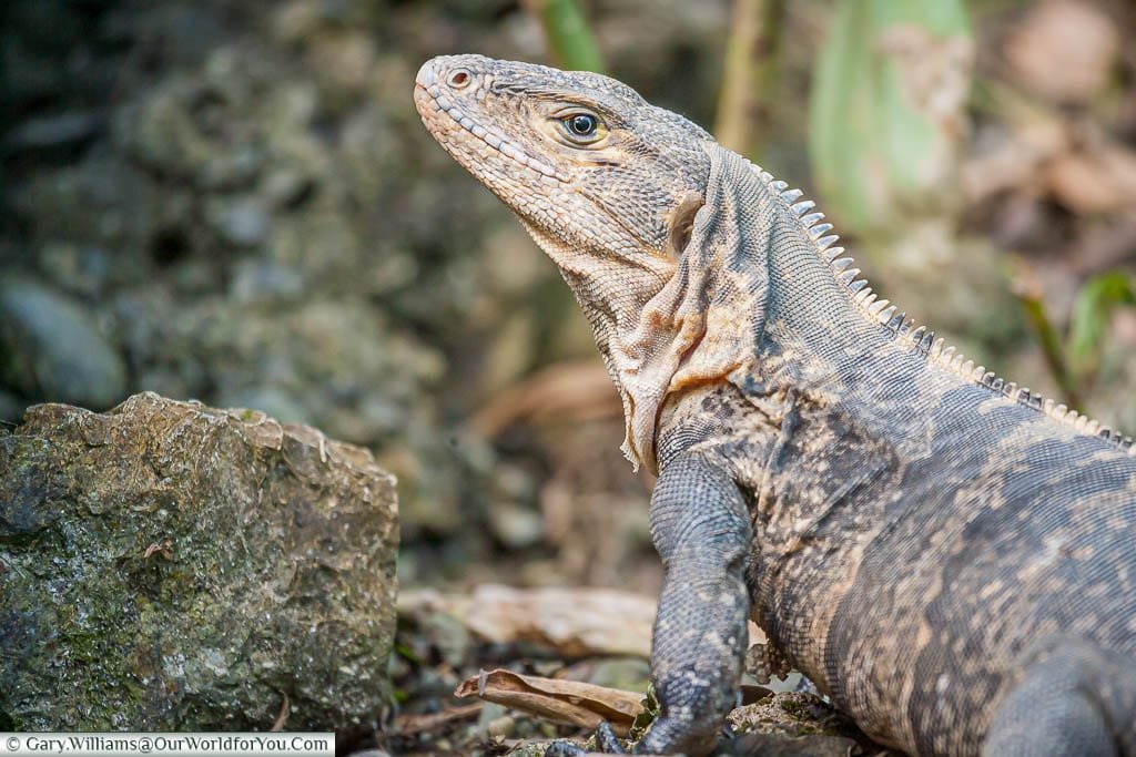 A black iguana, up close, on a beach in Manuel Antonio, Costa Rica