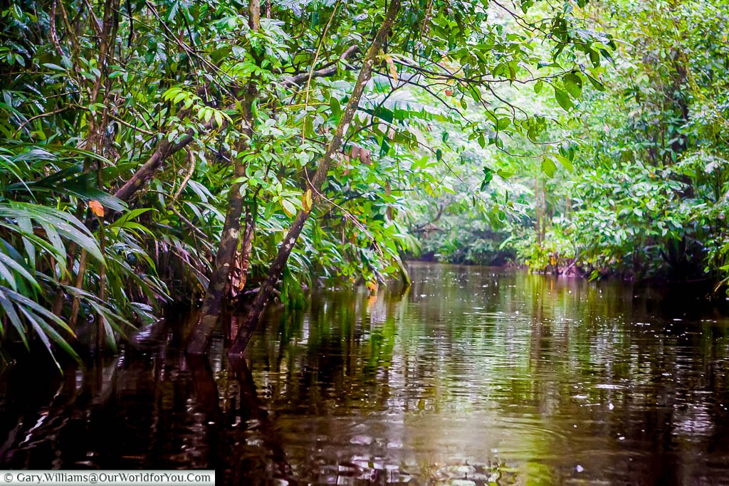 Travelling along the waters of one of the channels off the central lagoon of Tortuguero, surrounded by dense vegetation of Costa Rica