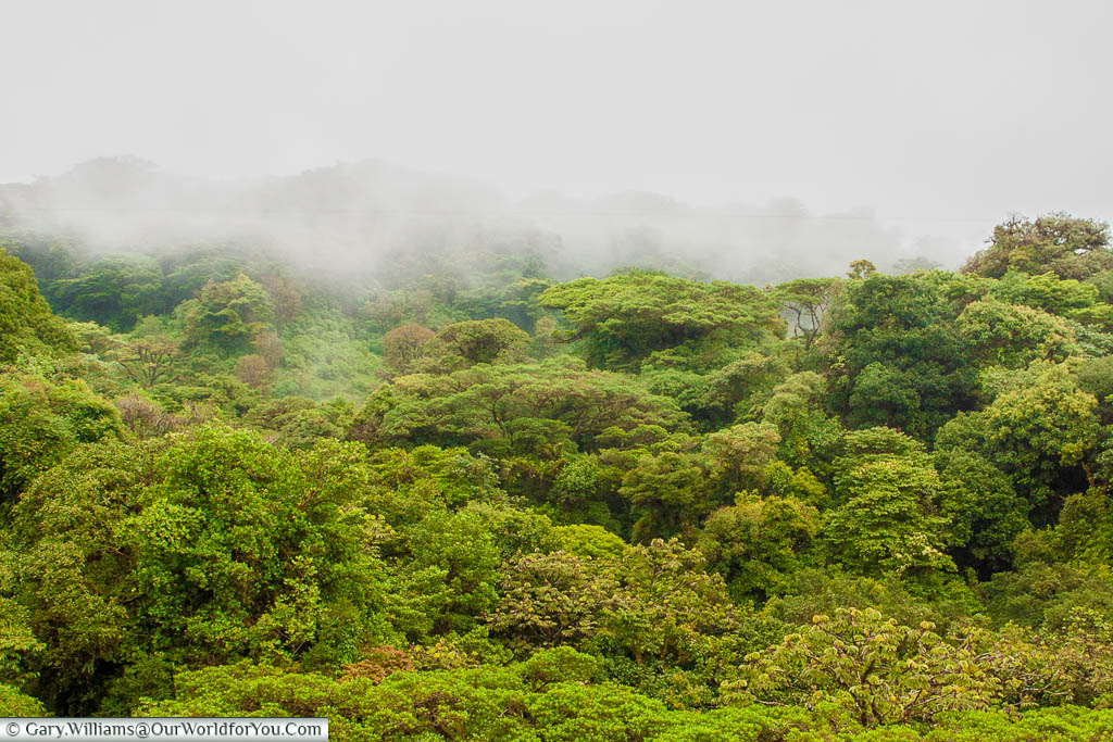 A mist hangs above the vibrant greens of the dense vegetation of the  Cloud Forest Reserve of Monteverde in Costa Rica.