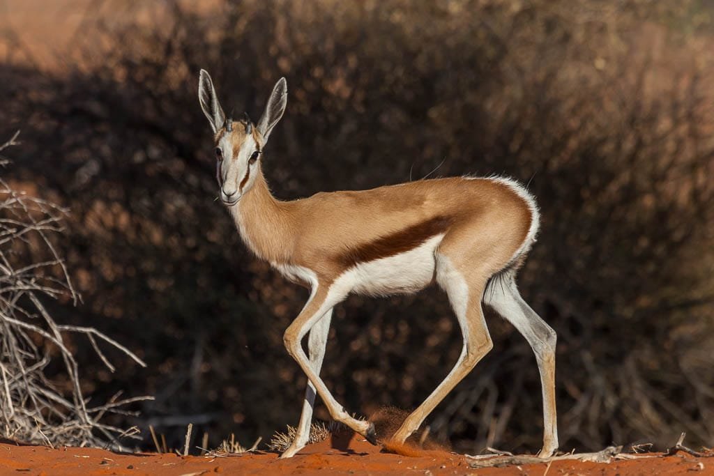 A young springbok, Morning Game Drive, Bagatelle Kalahari Game Ranch, Namibia