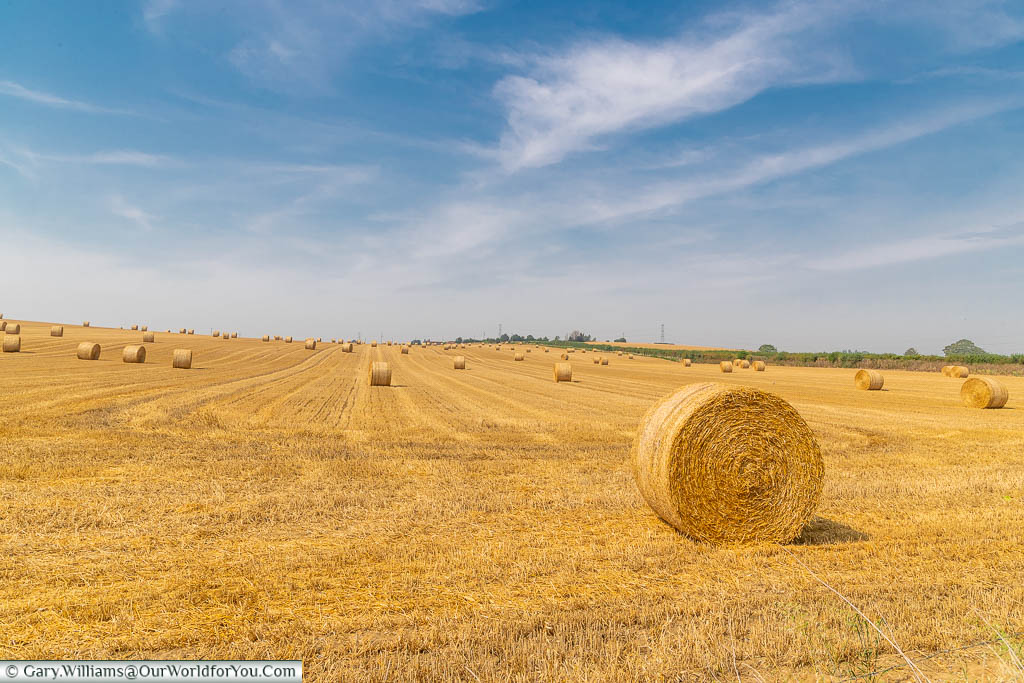 A golden field of freshly cut and rolled hay bales under a wispy blue sky
