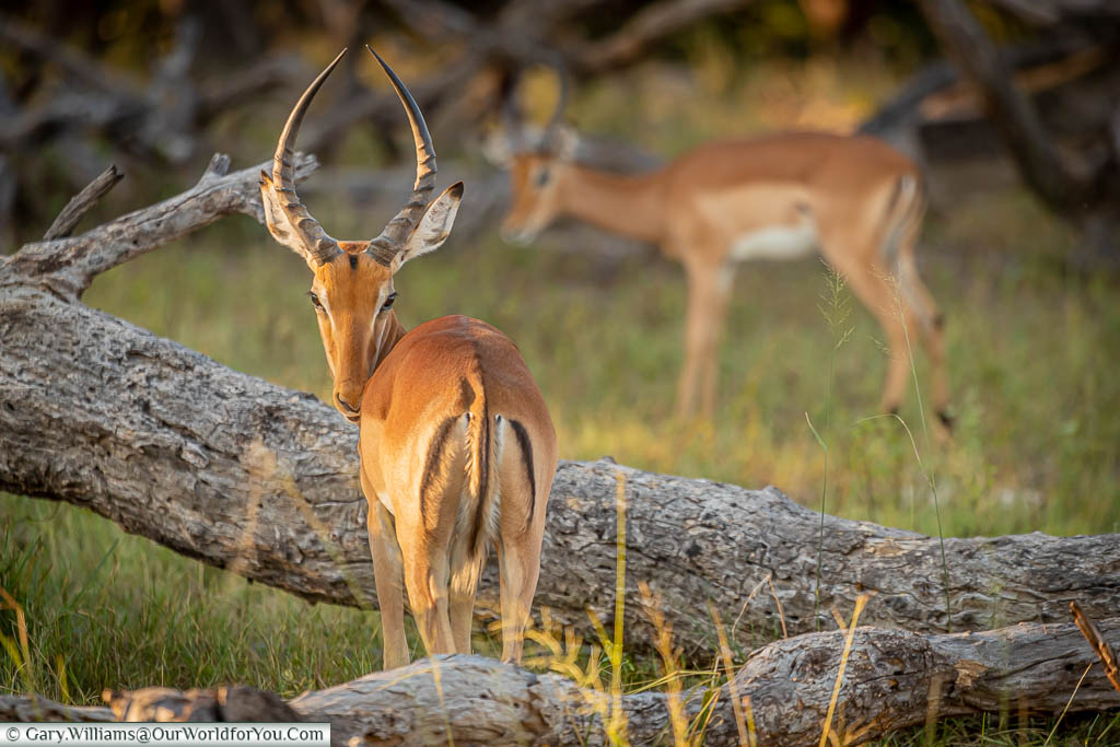 An Impala looking over his shoulder back at us in the Hwange region of Zimbabwe, Africa